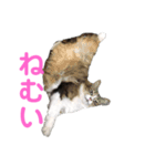 色んな猫ちゃんのスタンプ（個別スタンプ：4）