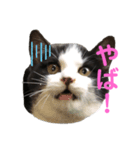 色んな猫ちゃんのスタンプ（個別スタンプ：5）