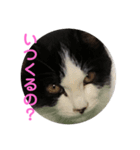 色んな猫ちゃんのスタンプ（個別スタンプ：6）