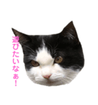 色んな猫ちゃんのスタンプ（個別スタンプ：7）