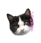 色んな猫ちゃんのスタンプ（個別スタンプ：8）