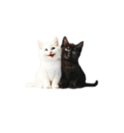 Twin Cats No.1（個別スタンプ：1）