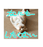 わが家の猫たち。（個別スタンプ：6）