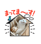 わが家の猫たち。（個別スタンプ：15）