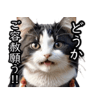 江戸っ子猫侍 挨拶スタンプ（個別スタンプ：12）