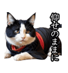 江戸っ子猫侍 挨拶スタンプ（個別スタンプ：22）