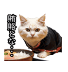 江戸っ子猫侍 挨拶スタンプ（個別スタンプ：29）