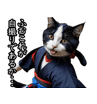 江戸っ子猫侍 挨拶スタンプ（個別スタンプ：31）