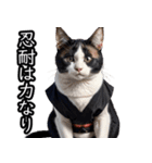 江戸っ子猫侍 挨拶スタンプ（個別スタンプ：37）