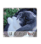 こはるちゃんの可愛い写真スタンプ（個別スタンプ：1）