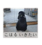 こはるちゃんの可愛い写真スタンプ（個別スタンプ：3）