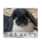 こはるちゃんの可愛い写真スタンプ（個別スタンプ：4）