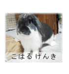 こはるちゃんの可愛い写真スタンプ（個別スタンプ：5）