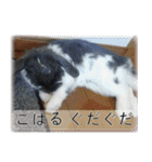 こはるちゃんの可愛い写真スタンプ（個別スタンプ：6）