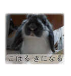 こはるちゃんの可愛い写真スタンプ（個別スタンプ：7）