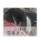 こはるちゃんの可愛い写真スタンプ（個別スタンプ：10）