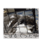 こはるちゃんの可愛い写真スタンプ（個別スタンプ：11）