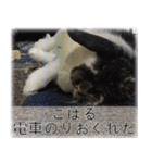 こはるちゃんの可愛い写真スタンプ（個別スタンプ：12）