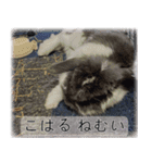 こはるちゃんの可愛い写真スタンプ（個別スタンプ：13）