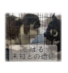 こはるちゃんの可愛い写真スタンプ（個別スタンプ：14）