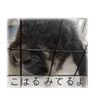こはるちゃんの可愛い写真スタンプ（個別スタンプ：15）