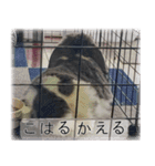 こはるちゃんの可愛い写真スタンプ（個別スタンプ：16）