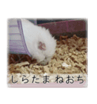 こはるちゃんの可愛い写真スタンプ（個別スタンプ：17）