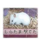 こはるちゃんの可愛い写真スタンプ（個別スタンプ：18）