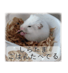 こはるちゃんの可愛い写真スタンプ（個別スタンプ：19）