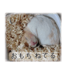こはるちゃんの可愛い写真スタンプ（個別スタンプ：20）