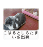こはるちゃんの可愛い写真スタンプ（個別スタンプ：23）