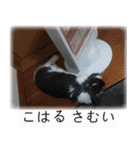 こはるちゃんの可愛い写真スタンプ（個別スタンプ：24）