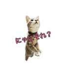 ねこなぎスタンプにゃ（個別スタンプ：7）