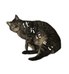 猫のだらしないスタンプ（個別スタンプ：6）