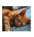 猫のきもち【毎日使える】（個別スタンプ：11）