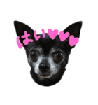 ♡愛犬チワワの気持ち♡（個別スタンプ：3）