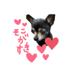 ♡愛犬チワワの気持ち♡（個別スタンプ：4）