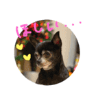 ♡愛犬チワワの気持ち♡（個別スタンプ：5）