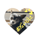♡愛犬チワワの気持ち♡（個別スタンプ：6）