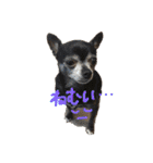 ♡愛犬チワワの気持ち♡（個別スタンプ：9）