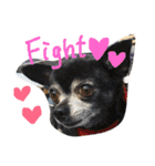 ♡愛犬チワワの気持ち♡（個別スタンプ：10）
