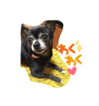 ♡愛犬チワワの気持ち♡（個別スタンプ：11）