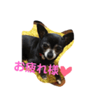 ♡愛犬チワワの気持ち♡（個別スタンプ：13）
