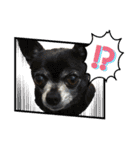♡愛犬チワワの気持ち♡（個別スタンプ：16）