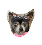 ♡愛犬チワワの気持ち♡（個別スタンプ：17）