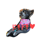 ♡愛犬チワワの気持ち♡（個別スタンプ：19）