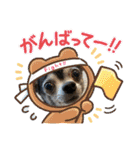 ♡愛犬チワワの気持ち♡（個別スタンプ：21）
