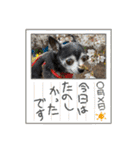 ♡愛犬チワワの気持ち♡（個別スタンプ：23）