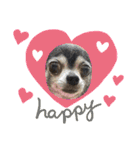 ♡愛犬チワワの気持ち♡（個別スタンプ：25）