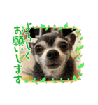 ♡愛犬チワワの気持ち♡（個別スタンプ：27）